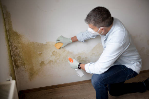 Best Real Estate Mold Inspection  in Washington, KS